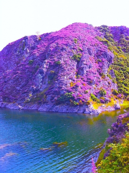 Вереск обыкновенный