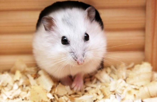 Вероятность появления блох у домашних хомячком