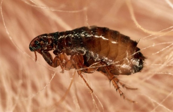 Вероятность появления блох у домашних хомячком