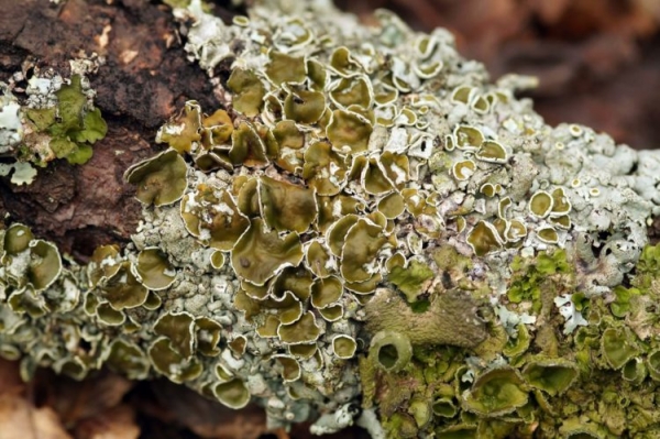 Вздутая главная шизоретепора Вздутая главная шизоретепора