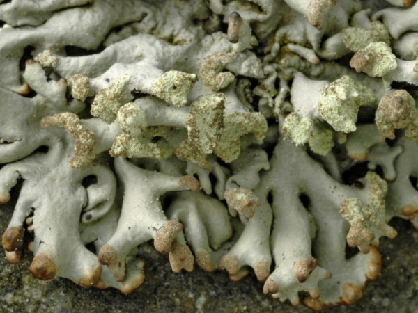 Вздутая главная шизоретепора Вздутая главная шизоретепора