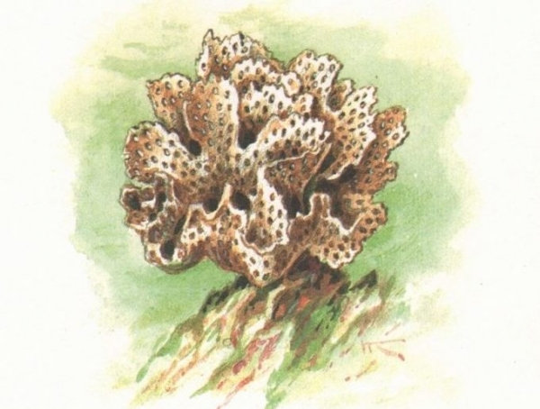 Вздутая главная шизоретепора Вздутая главная шизоретепора