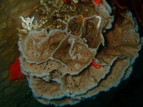 Вздутая главная шизоретепора Вздутая главная шизоретепора