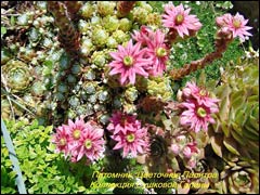 Молодило: опыт успешного выращивания из семян