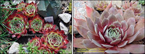 Молодило: опыт успешного выращивания из семян