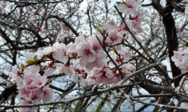 Лучшие хвойные и лиственные деревья для создания живой изгороди Лучшие хвойные и лиственные деревья для создания живой изгороди