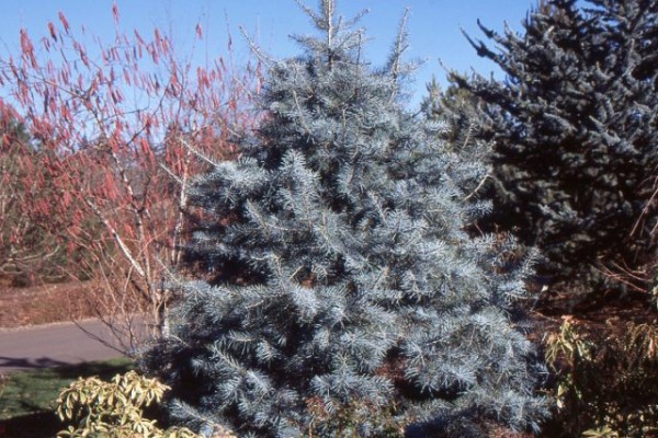 Лучшие хвойные и лиственные деревья для создания живой изгороди Лучшие хвойные и лиственные деревья для создания живой изгороди