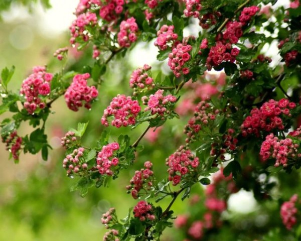 Лучшие хвойные и лиственные деревья для создания живой изгороди Лучшие хвойные и лиственные деревья для создания живой изгороди