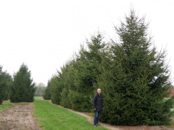 Лучшие хвойные и лиственные деревья для создания живой изгороди Лучшие хвойные и лиственные деревья для создания живой изгороди