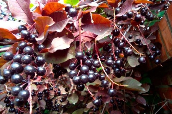 Лучшие хвойные и лиственные деревья для создания живой изгороди Лучшие хвойные и лиственные деревья для создания живой изгороди