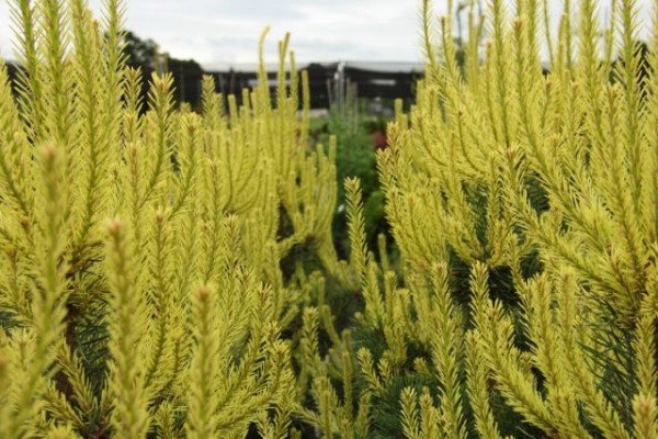 Лучшие хвойные и лиственные деревья для создания живой изгороди Лучшие хвойные и лиственные деревья для создания живой изгороди