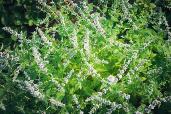 15 пряных трав для цветника — совмещаем красивое с полезным