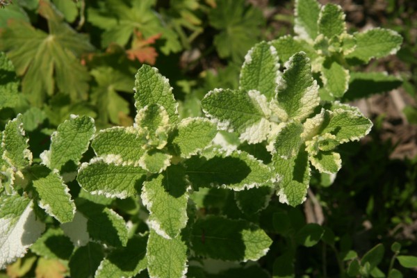 15 пряных трав для цветника — совмещаем красивое с полезным