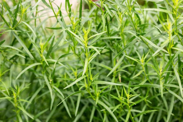 15 пряных трав для цветника — совмещаем красивое с полезным