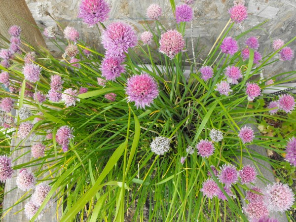 15 пряных трав для цветника — совмещаем красивое с полезным