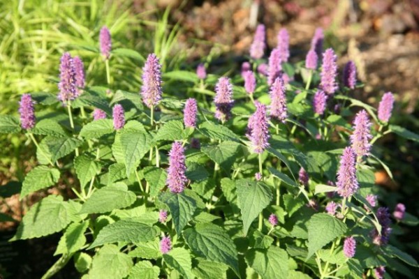 15 пряных трав для цветника — совмещаем красивое с полезным