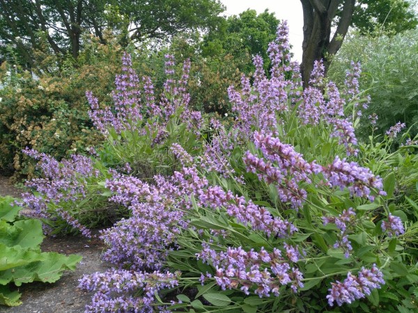 15 пряных трав для цветника — совмещаем красивое с полезным