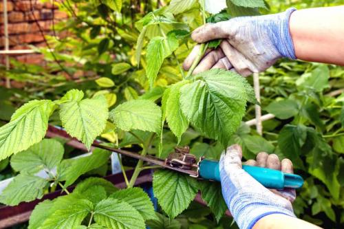 Уход за малиной: Полное руководство от посадки до урожая Уход за малиной: Полное руководство от посадки до урожая