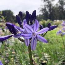 5 экзотических многолетников для вашего цветника, которые я советую