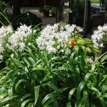 5 экзотических многолетников для вашего цветника, которые я советую