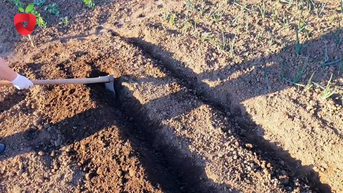 Посадите помидор таким образом и получите крепкий и здоровый урожай Посадите помидор таким образом и получите крепкий и здоровый урожай