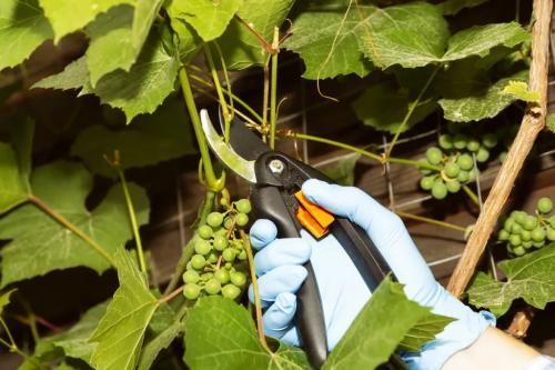 Посадка и уход за виноградом: Полное руководство от выбора сорта до урожая Посадка и уход за виноградом: Полное руководство от выбора сорта до урожая