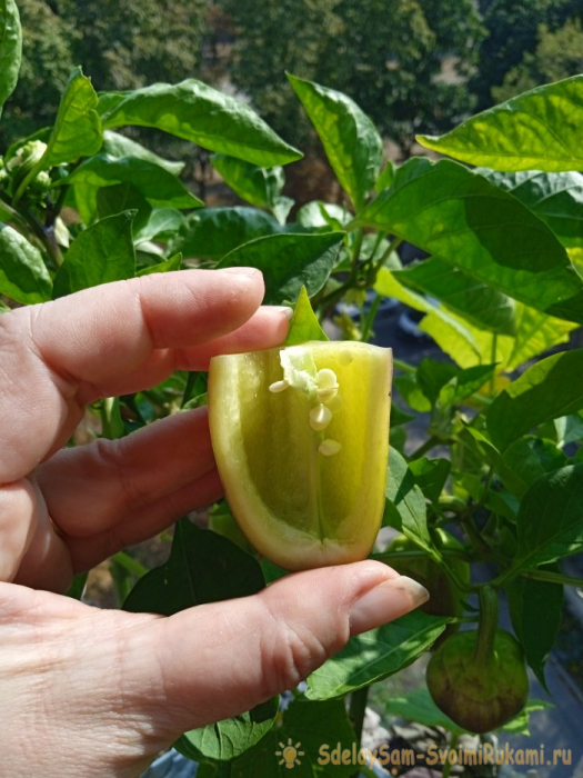 Секрет заготовки семян перца для повышения всхожести посадочного материала Секрет заготовки семян перца для повышения всхожести посадочного материала