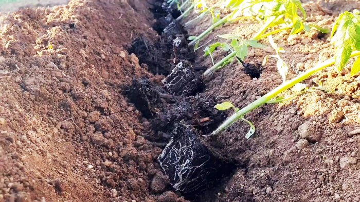 Посадите помидор таким образом и получите крепкий и здоровый урожай Посадите помидор таким образом и получите крепкий и здоровый урожай