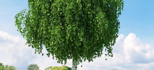 Как посадить березу: Пошаговое руководство