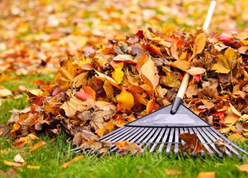 Уход за малиной: Полное руководство от посадки до урожая Уход за малиной: Полное руководство от посадки до урожая