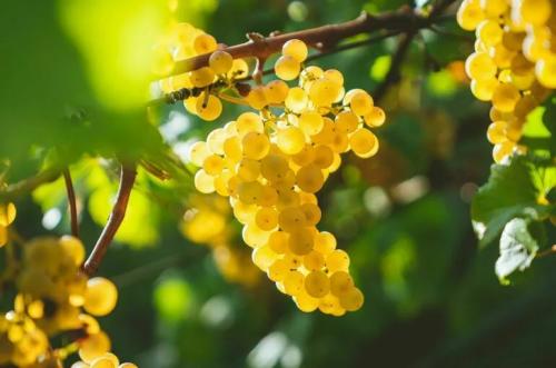 Посадка и уход за виноградом: Полное руководство от выбора сорта до урожая Посадка и уход за виноградом: Полное руководство от выбора сорта до урожая