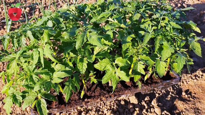 Посадите помидор таким образом и получите крепкий и здоровый урожай Посадите помидор таким образом и получите крепкий и здоровый урожай