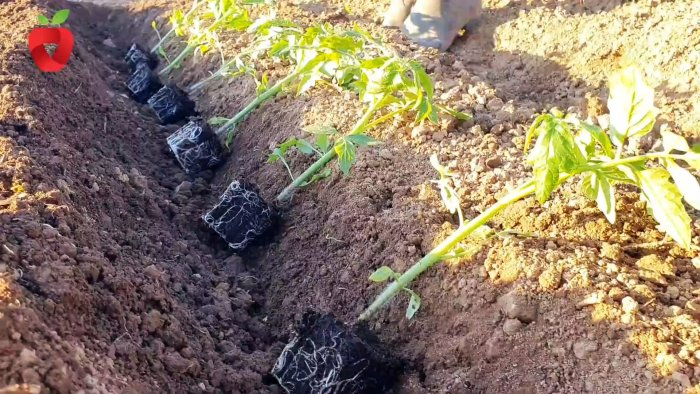 Посадите помидор таким образом и получите крепкий и здоровый урожай Посадите помидор таким образом и получите крепкий и здоровый урожай
