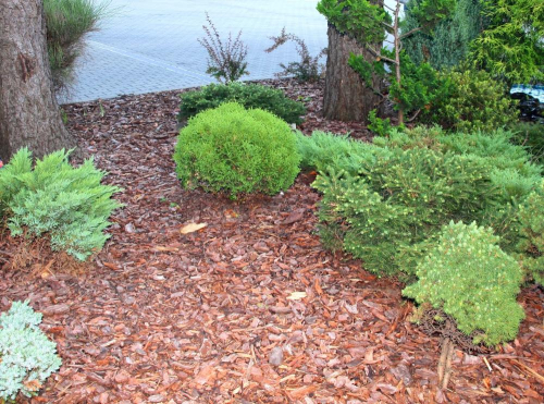 Как посадить березу: Пошаговое руководство