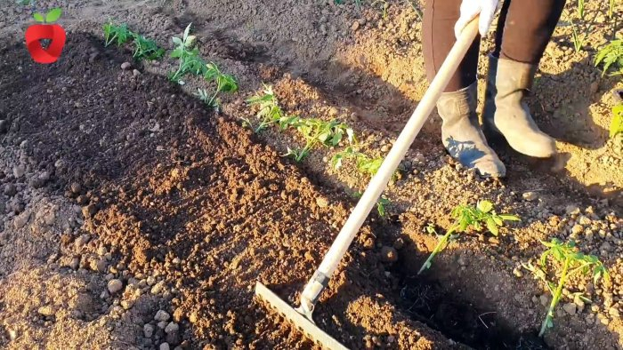 Посадите помидор таким образом и получите крепкий и здоровый урожай Посадите помидор таким образом и получите крепкий и здоровый урожай