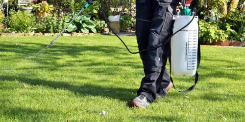 Борьба с сорняками на газоне. Делаем идеальный газон Борьба с сорняками на газоне. Делаем идеальный газон