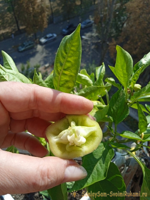 Секрет заготовки семян перца для повышения всхожести посадочного материала Секрет заготовки семян перца для повышения всхожести посадочного материала