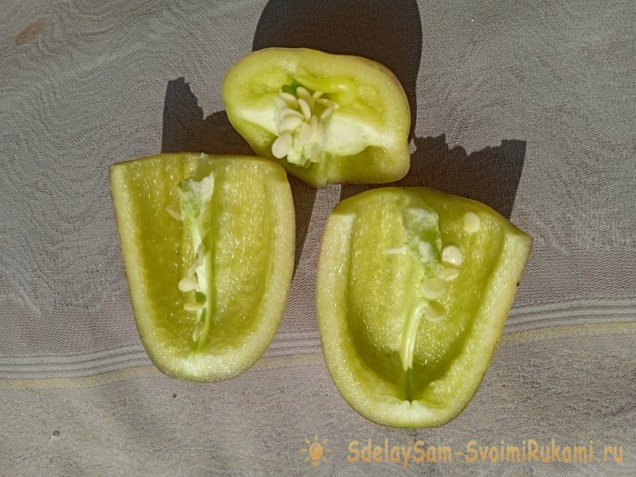 Секрет заготовки семян перца для повышения всхожести посадочного материала Секрет заготовки семян перца для повышения всхожести посадочного материала