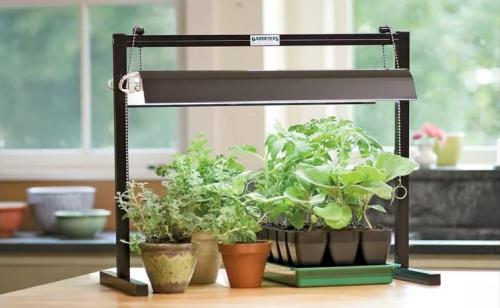 Как посадить подсолнух дома, в горшке