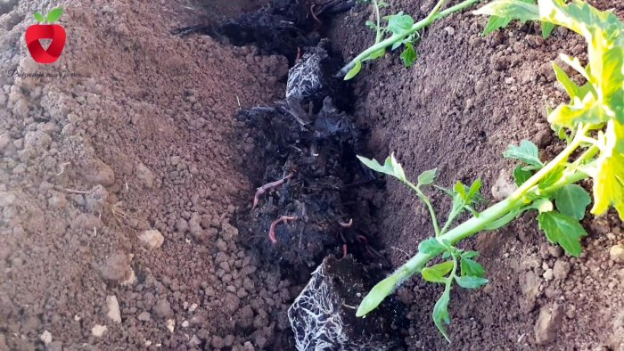 Посадите помидор таким образом и получите крепкий и здоровый урожай Посадите помидор таким образом и получите крепкий и здоровый урожай