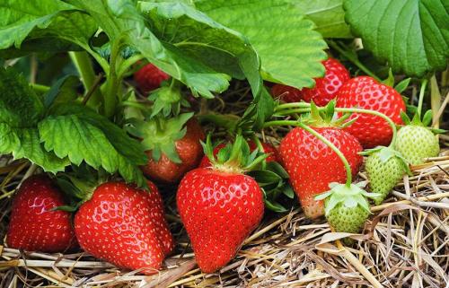 Клубника: посадка и уход