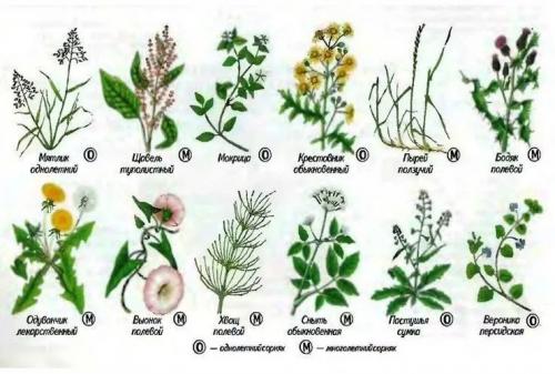 Борьба с сорняками на газоне. Делаем идеальный газон Борьба с сорняками на газоне. Делаем идеальный газон