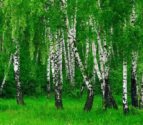 Как посадить березу: Пошаговое руководство