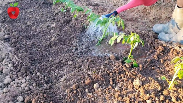 Посадите помидор таким образом и получите крепкий и здоровый урожай Посадите помидор таким образом и получите крепкий и здоровый урожай