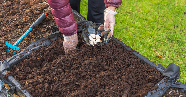 Что необходимо знать о посадке чеснока осенью