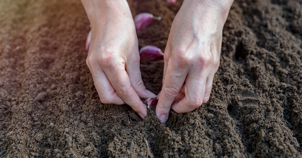 Что необходимо знать о посадке чеснока осенью