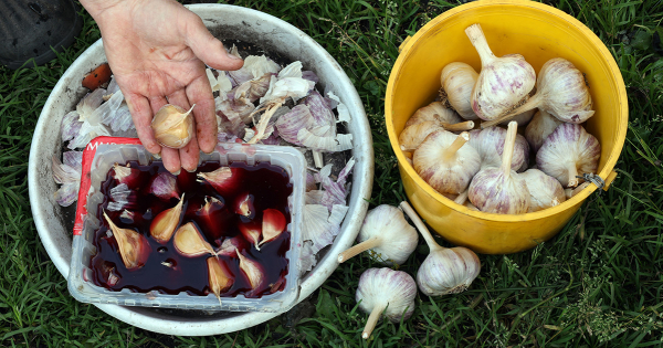 Что необходимо знать о посадке чеснока осенью