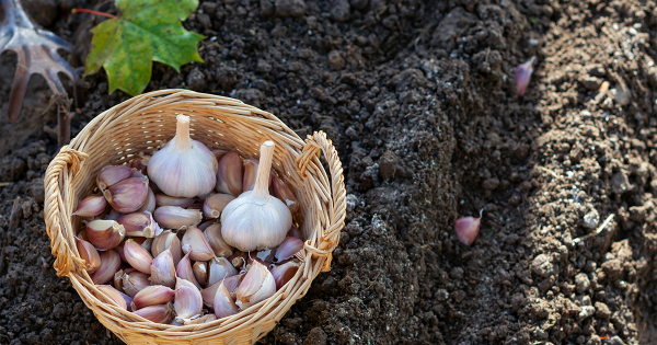 Что необходимо знать о посадке чеснока осенью