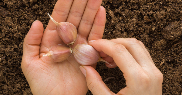 Что необходимо знать о посадке чеснока осенью