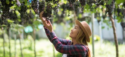 Посадка и уход за виноградом: Полное руководство от выбора сорта до урожая Посадка и уход за виноградом: Полное руководство от выбора сорта до урожая